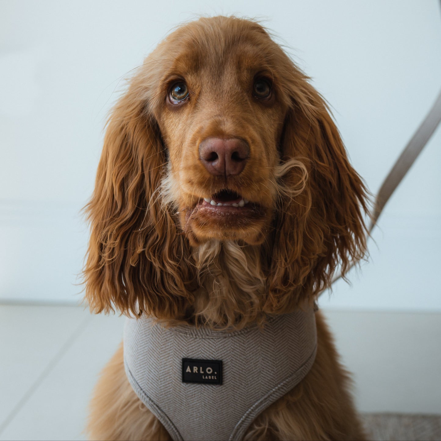 Brown Tweed Harness